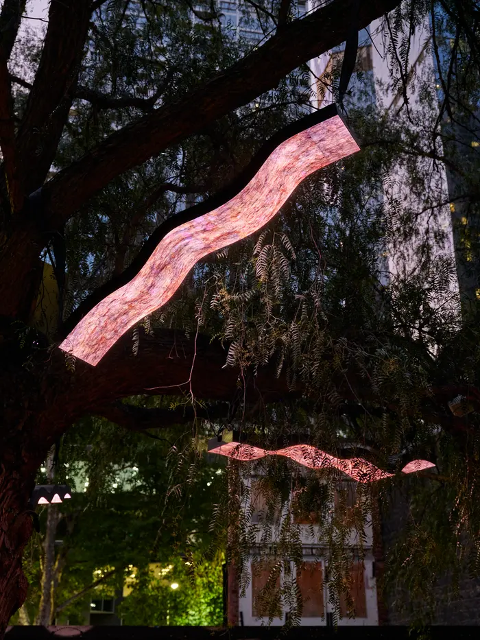 Pink LED ribbon twisting through the branches of the peppercorn tree at night